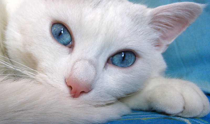 occhi azzurri