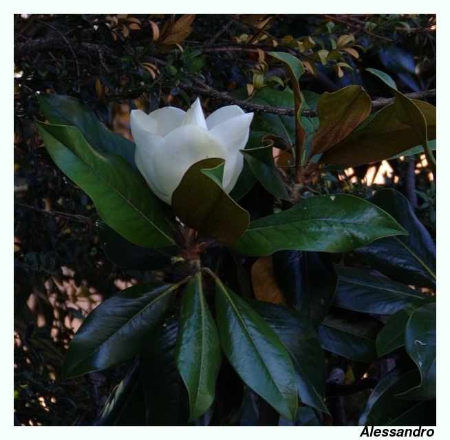 Fiore di magnolia