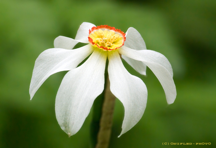 Narcisus poeticus