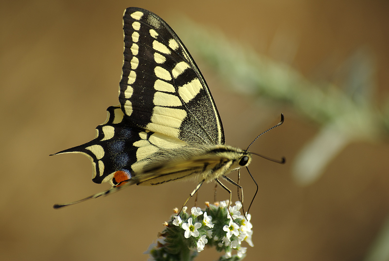 Papilio machaon