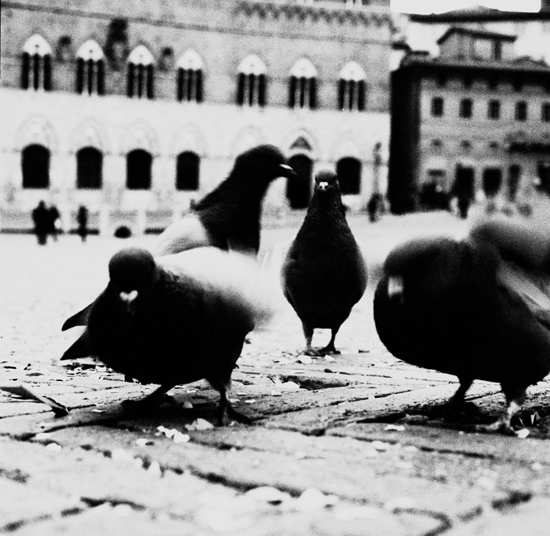 piazza del campo - Siena