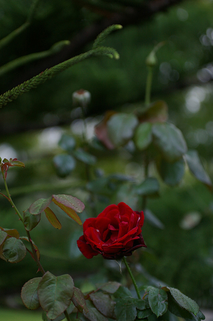 rose