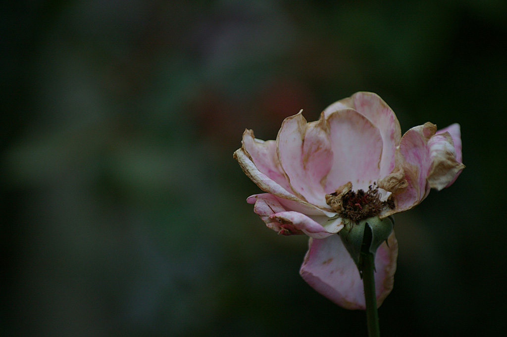 rose