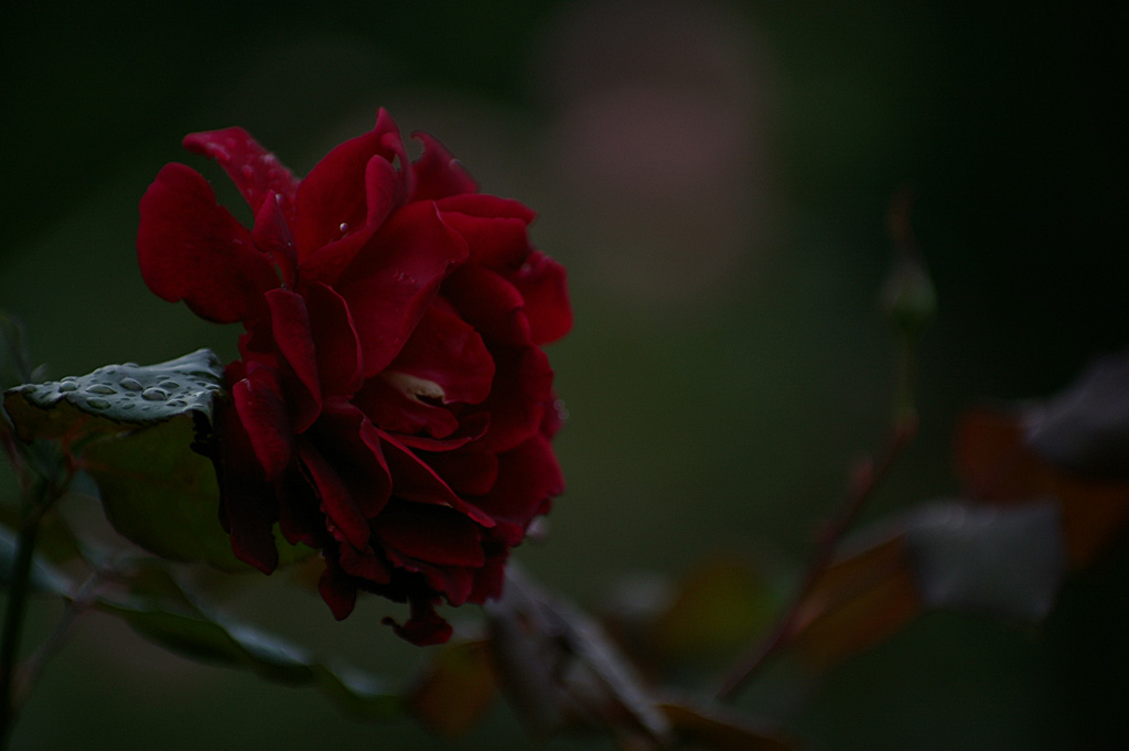 rose