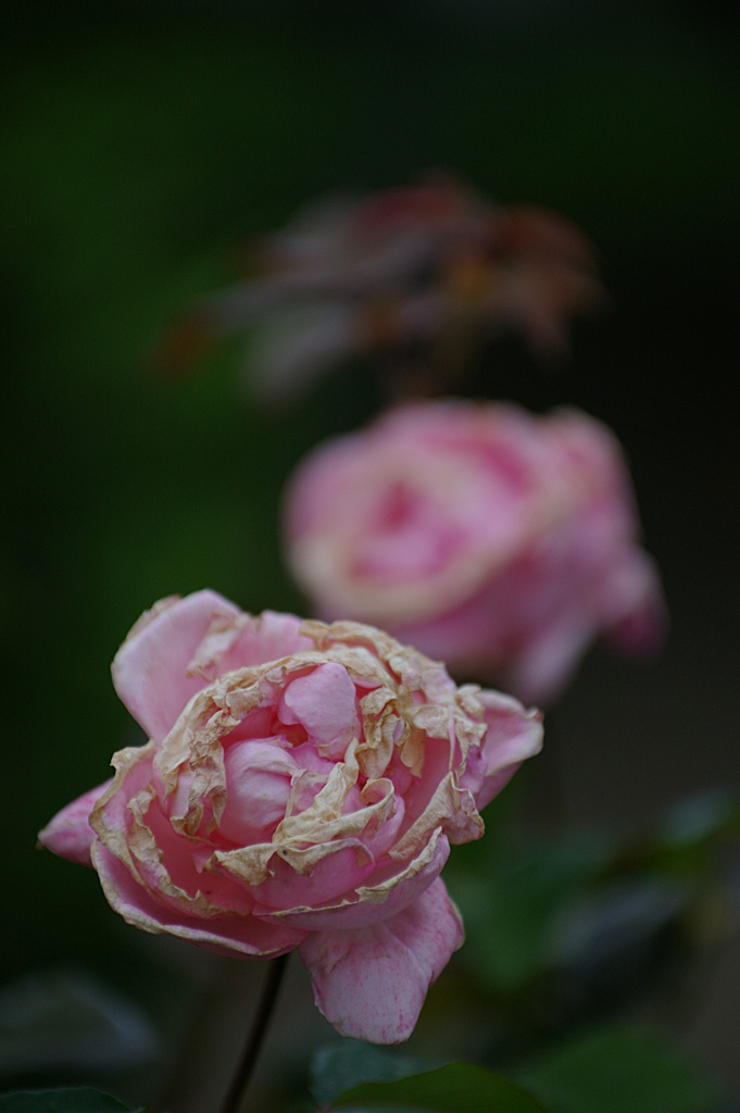 rose