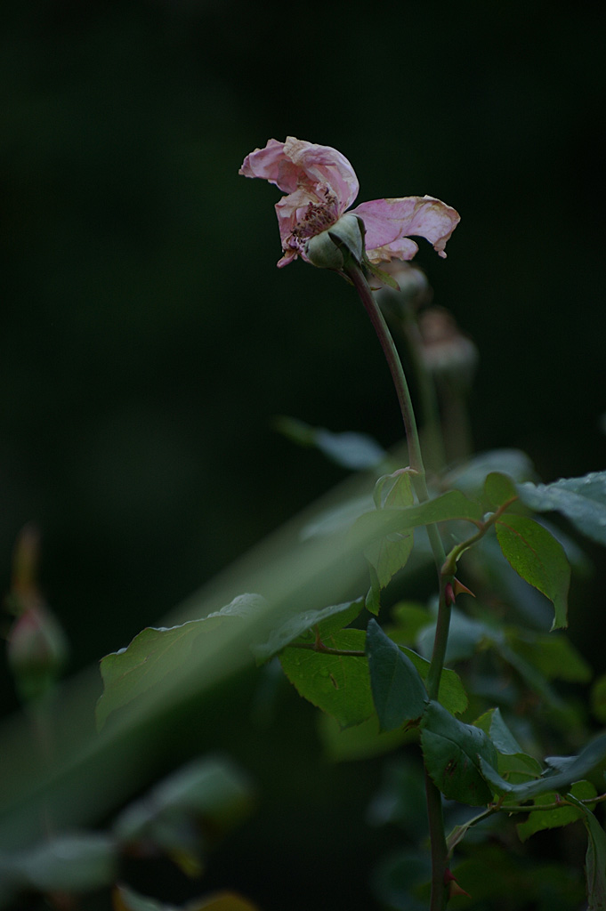 rose