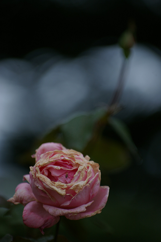 rose
