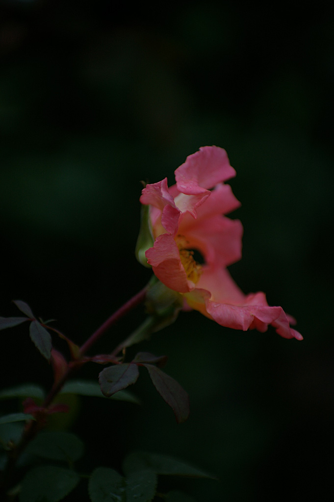 rose