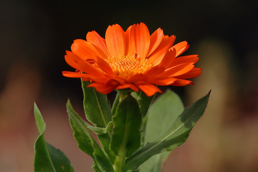 Arancio Fiore 2 (Calendula)