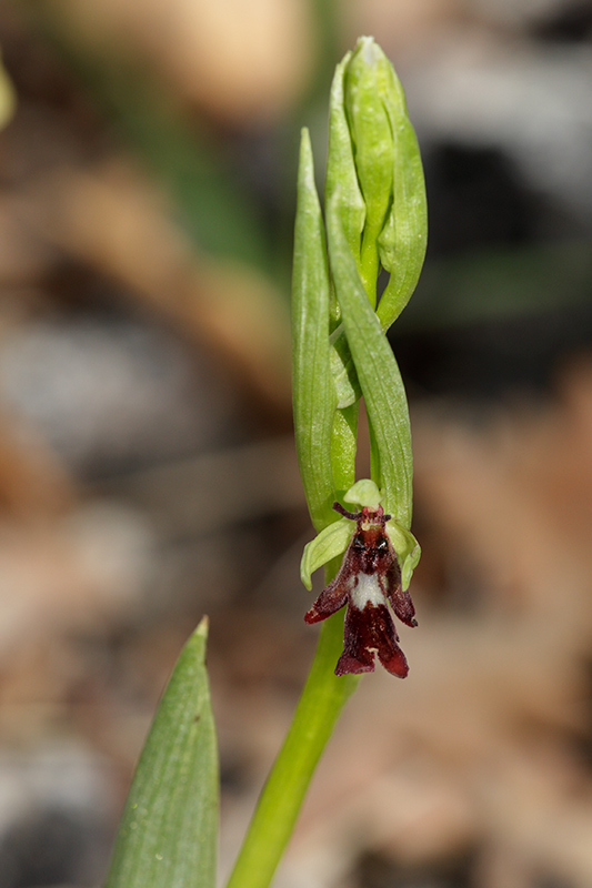 Ophrys insectifera