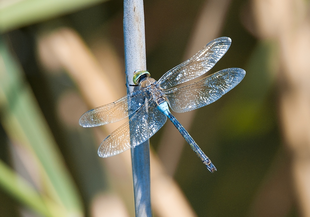 nikkor 300 f4 + tc 17 II