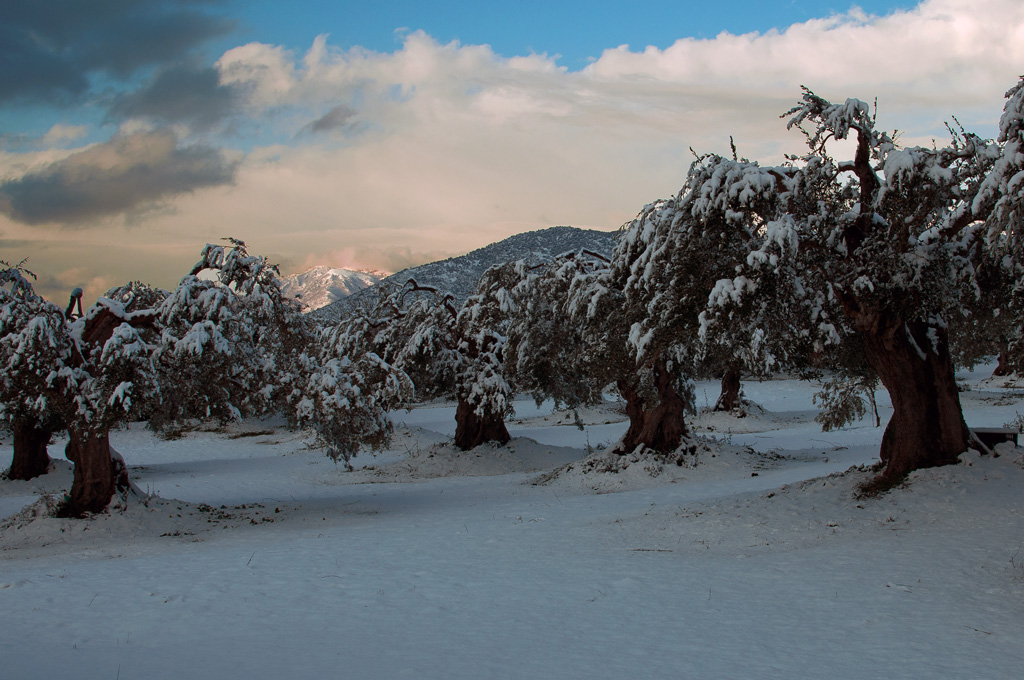 Gli Ulivi dopo lo nevicata