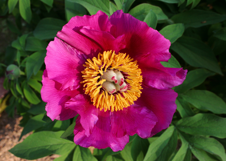 La Primavera belle ci fa