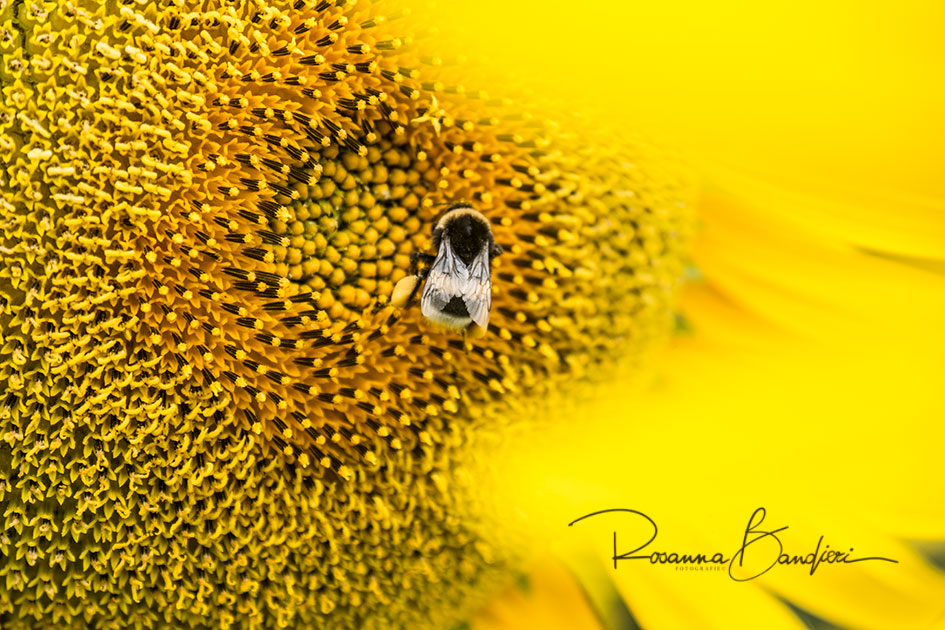 la Natura e i suoi abitanti, sono PERFETTI