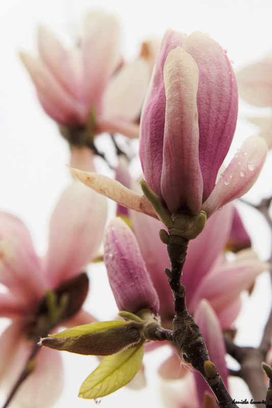 Magnolia