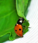 Altra prova di macro... con tubi di prolunga Kenko. 
La coccinella cercava una via di fuga....eheheh

Vi piace?

Grazie

Zila