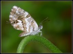 E' la pi piccola farfalla che sono mai riuscito a scattare.

Era  talmente piccola che poteva stare comodamente sull'unghia del mignolo.