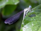 1.30
f3.8
iso 200
coolpix 4500 in funzione closeup
stamattina sono uscito per cercarle ma una volta trovate non  stato facile a maggior ragioe con una compatta,nonostante il soggetto sembrava dire :ti prego sbrigati, ma ci riprover..ho voluto postarla perch era la prima che fotografavo.