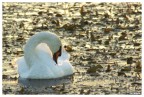 Un cigno si gode l'arrivo dell'alba.