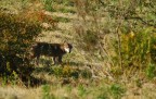 Parco naturalistico  del monte Amiata.Dopo ore d'attesa questo singolo scatto (in compagnia di persone splendide, presenti su questo sito), ma volete mettere la soddisfazione...?!:-)