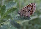 Non potevo esimermi dal ritrarre anche io questa comune e bella farfallina.