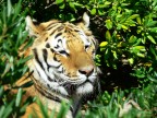 Bellissimo esemplare di tigre maschio, che per si trova in uno zoo, basta vedere l'espressione che ha.........