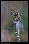 Quando si trovano soggetti bellissimi, stanno sempre in mezzo ad una giungla.....ho cercato di tirar fuori qualcosa di buono.
200iso 1/10 sec f/16 Av -1stop treppiedi cavo remoto sollevamento specchio 
ANto