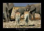 Namibia - Elephant Crossing
