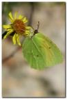 gonepteryx cleopatra