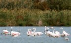 fenicotteri rosa (parco del molentargius sardegna)