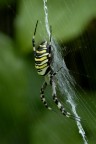 Una femmina, Sigma 180 f3.5  Apo Macro, f13 luce naturale, ho cercato un taglio un po' diverso...