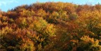 Altro esempio della bellezza dell'autunno!!! Fra un mesetto sar tutto spoglio e facilmente sar anche tutto bianco...