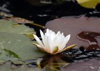 Sempre nel Giardino Inglese della Reggia di Caserta.C' un bellissimo laghetto ricco di ninfee in fiore.
Sigma 70-300 APO alla massima focale su D50.