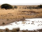 Fatta in namibia ad agosto, purtroppo la luce non era il massimo, da notare che quello sullo sfondo non  un lago ma sabbia che appare come un miraggio. 
Nikon 5700
Commenti e critiche ben accetti ;)