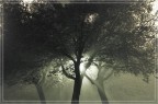 Entit di luce si nascondono tra gli alberi nelle notti di nebbia.
Stesso soggetto della foto precedente, inquadratura e colori leggermente diversi.