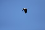 Foto del mio primo cormorano in volo.
Commenti e critiche ben accetti.