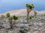 Joshua tree