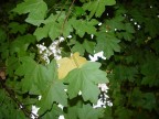 la foglia gialla, timidamente, cerca riparo...
quasi a volersi nascondere...
alle spalle della grande verde foglia...
come in cerca di protezione...