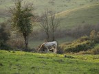 Campagna romana