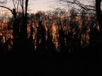Il tramonto nel bosco