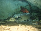 Grotta delle tartarughe, famosa perche' e' stata anche inserita da J Cousteau in un suo documentario. E' costellata di scheletri perche' gli animali che ci entrano, compreso gli umani disattenti, a causa della morfologia dell'interno, non riescono a ritrovare l'uscita ed affogano. L'atmosfera era incredibile...