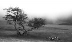 ...albero e nebbia