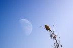gheppio fotografato a 280mm, luna a 500mm, sovrapposti.