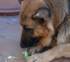 Il mio bel cagnone IGOR in un momento di "indecisione alimentare"