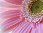 La stessa Gerbera che ho pubblicato alcuni giorni fa, ma fotografata con un altro taglio.
Quale vi piace di pi?
L'altra versione  nella mia galleria.