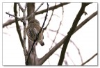 Civetta nana (Glaucidium passerinum)
val di Pejo (TN)

30D
400mm
f 5,6
1/125
iso 800
cavalletto 


Marco