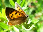 Non so che tipo di farfalla sia, ma le dimensioni erano davvero ridotte! scatto fatto con la s7000 e lente close-up hoya +4!
