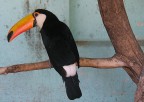 Scattata nello zoo di Corrientes (Nord Argentina)