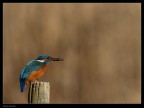 Lo stesso martin pescatore dell'altro giorno, fopo che si e' tuffato per prendere quello che mi sembra essere un gamberetto...che dite?
100-300 sigma+ 1.4X  f/7.1 1/800sec -0.3stop 160iso treppiede
Anto