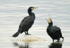 Cormorani, Gennaio 2007, Nikon D200, 300 AFS + TC 17EII